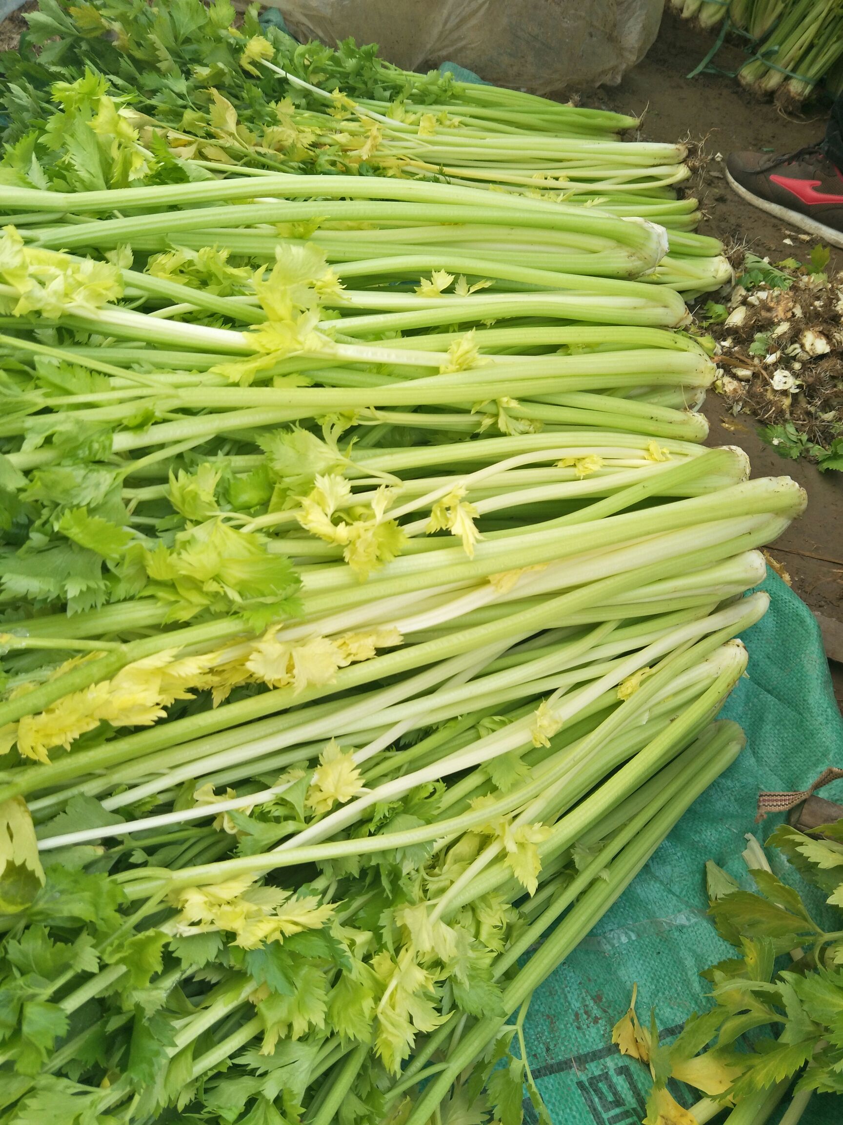 马家沟芹菜 55~60cm 05斤以下 露天种植