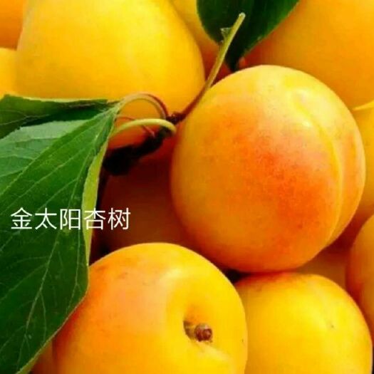 泰安金太阳杏树苗 
