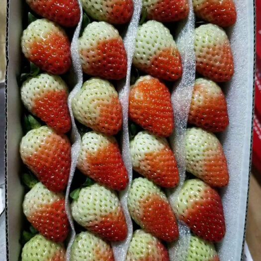 会泽县蒙特瑞草莓 30克以上 