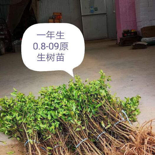 荥阳市突尼斯软籽石榴树苗 