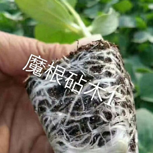 寿光市黄瓜种苗 