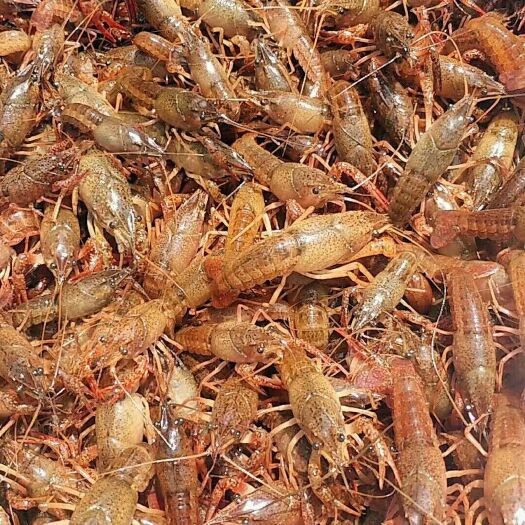 泗阳县清水小龙虾 4-6钱 人工养殖 