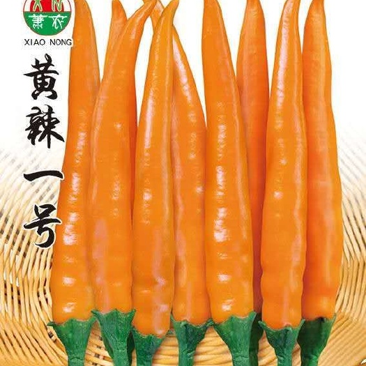 萧县朝天椒种子 杂交种 ≥85% 