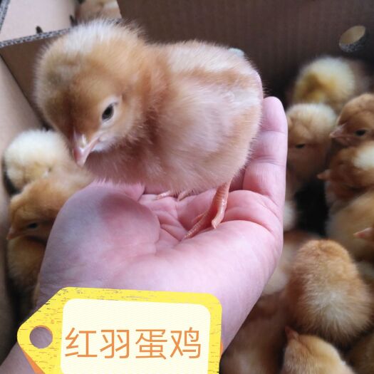 昆明海兰褐蛋鸡苗 