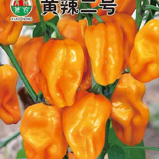 萧县灯笼椒种子 杂交种 ≥85% 