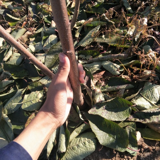 大连俄罗斯8号樱桃苗 
