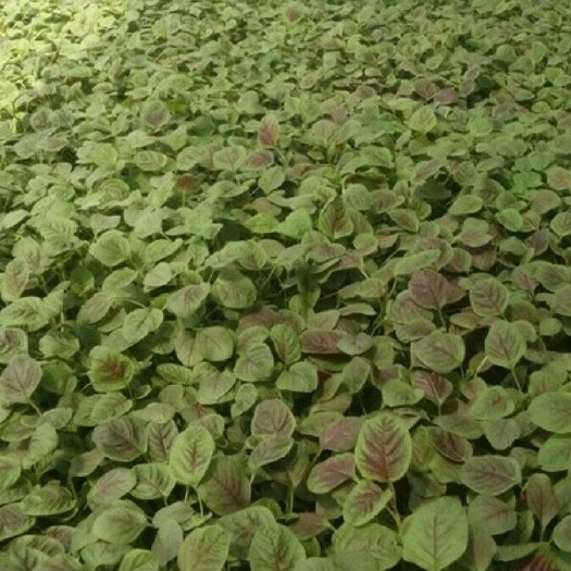當(dāng)陽市紅莧菜 15-20cm 紫紅