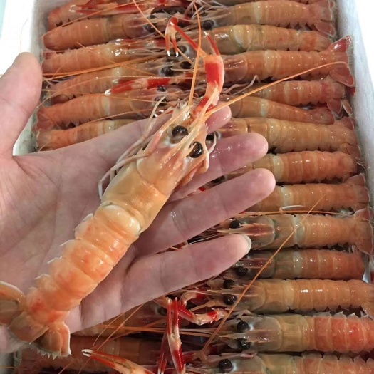 连云港东海鳌虾 