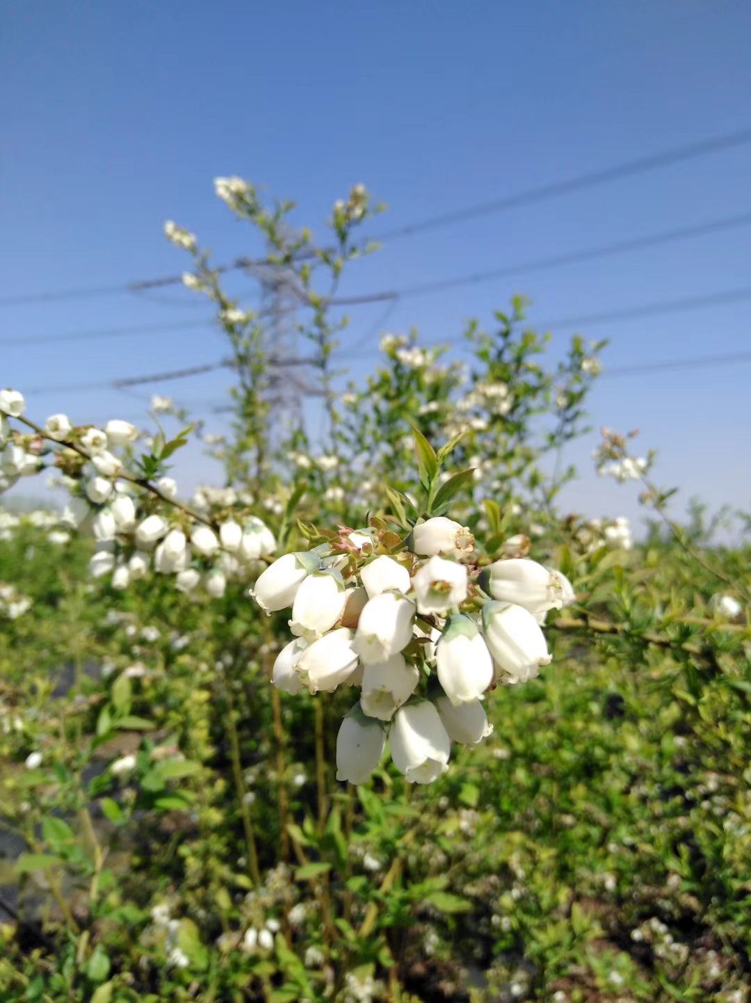 南高丛蓝莓苗 