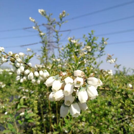 南陵县南高丛蓝莓苗 