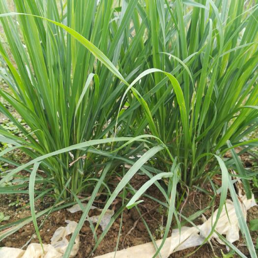 汕头香茅草 