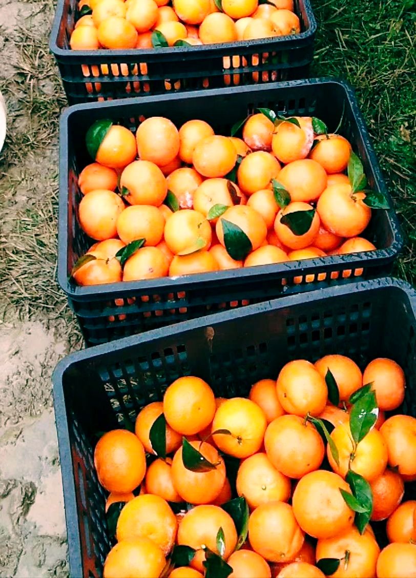 沃柑 2.5 - 3cm 3两以上 