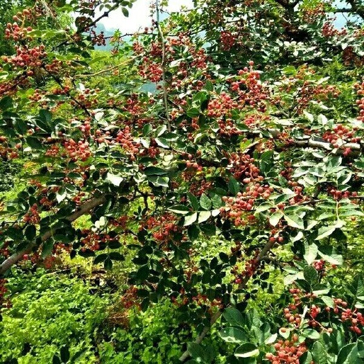 平顺县大红袍花椒 二级 干花椒 