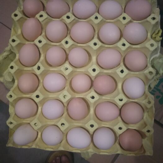 固始县粉蛋 食用 箱装 
