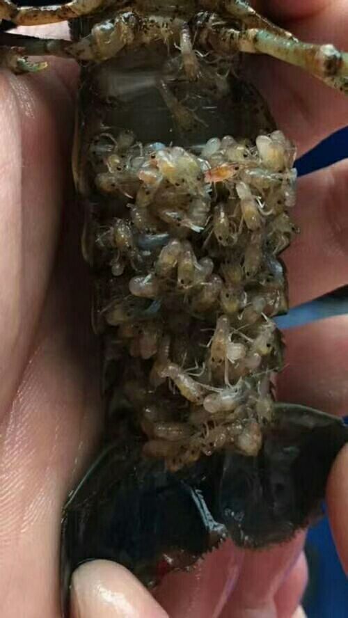 泗阳县清水小龙虾 4-6钱 塘虾 