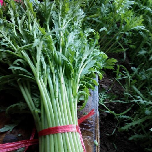 高青县光杆茼蒿 25~30cm 