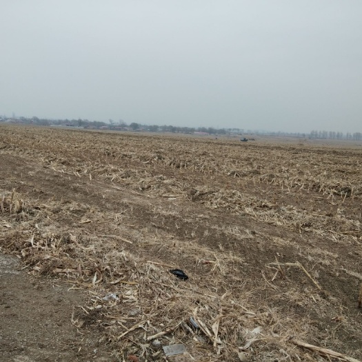 沈阳水浇地 转包 5年以下 50亩以下 