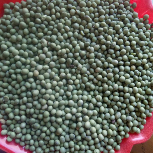 赤峰黄大豆 生大豆 2等品 