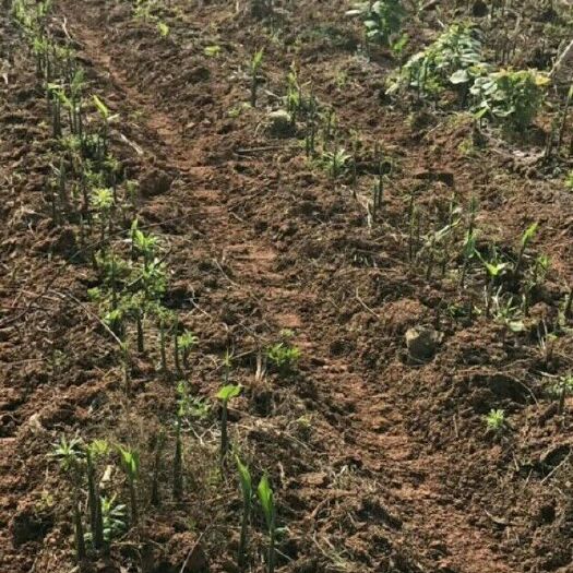 霍山县洋合笋种根  洋荷种根1箱1000个精选种根