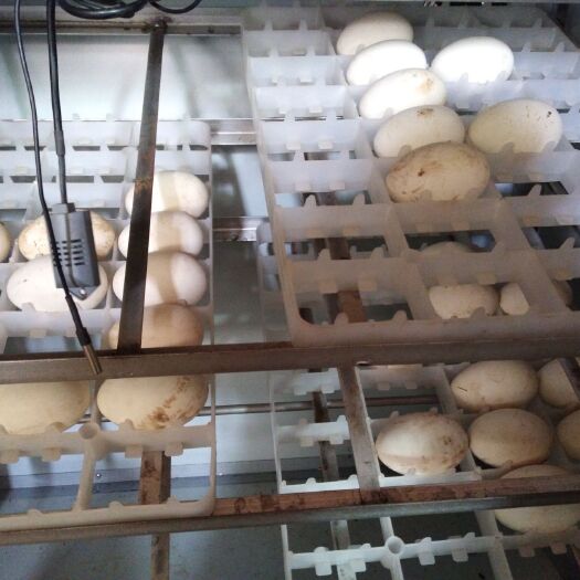 南雄市鲜鹅蛋 食用 箱装 