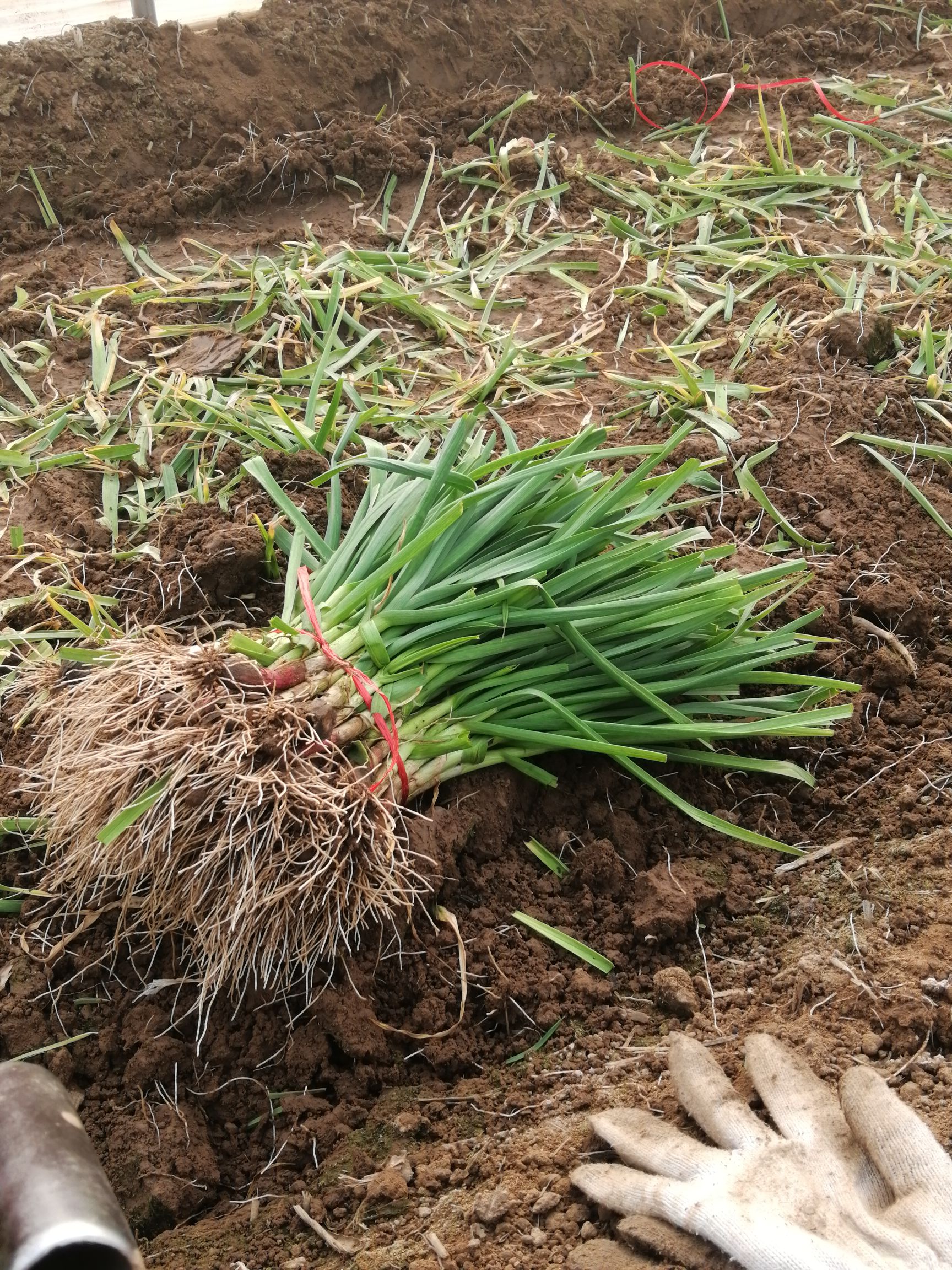 红根蒜苗 40 - 45cm
