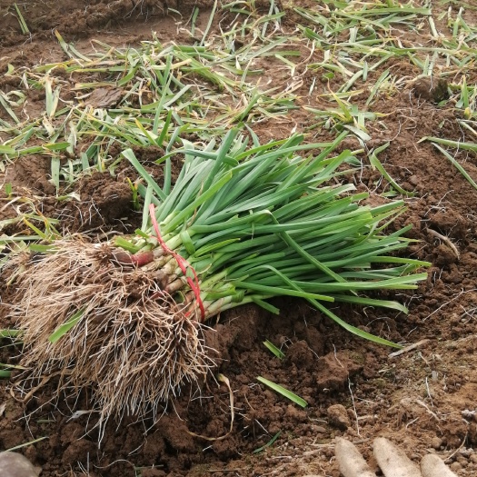 中牟县红根蒜苗 40 - 45cm 
