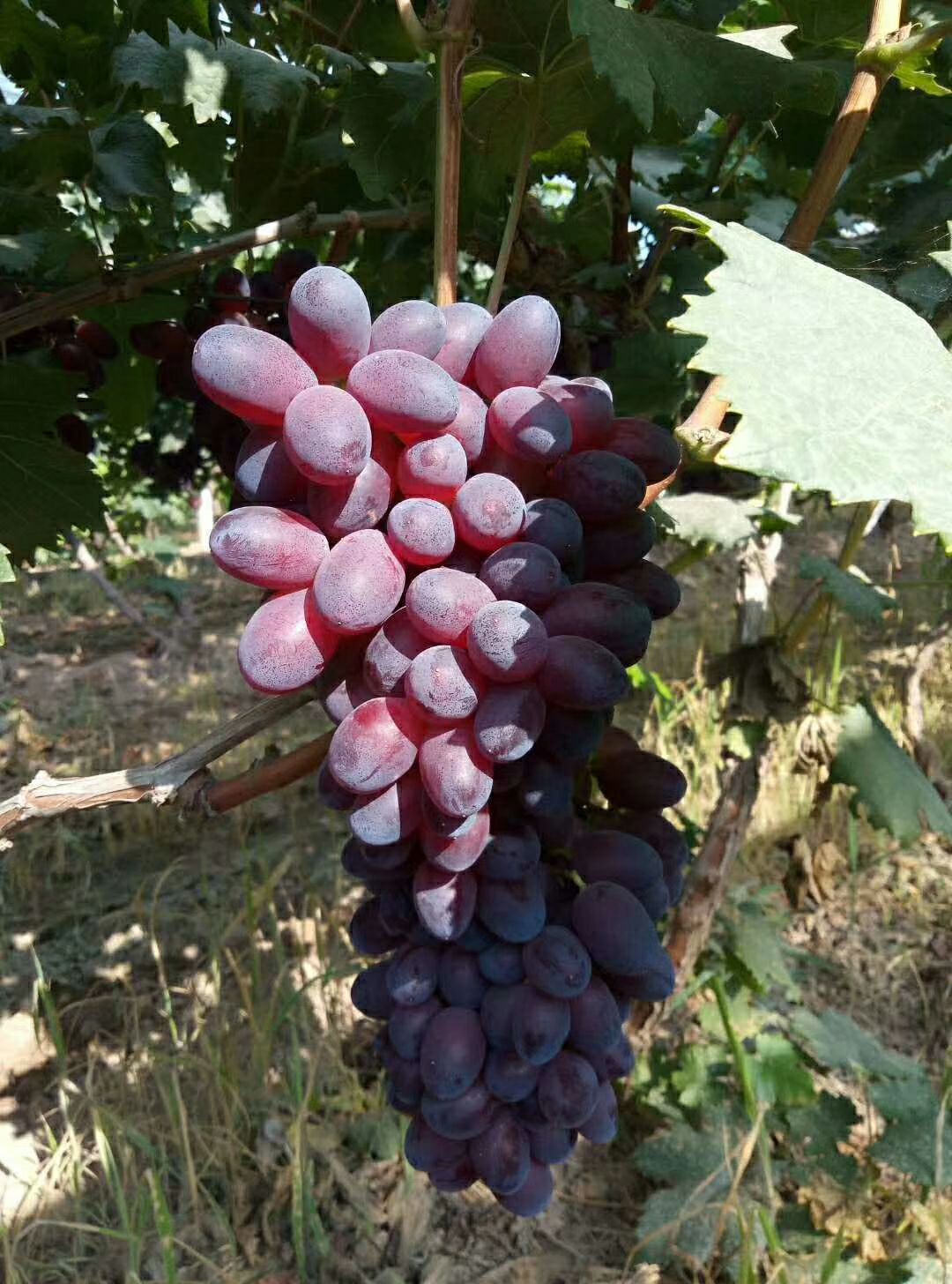 黑巴拉多葡萄产量图片