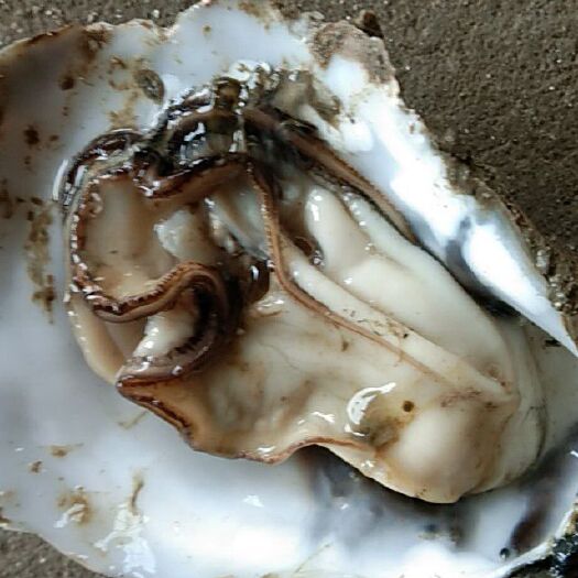 湛江湛江牡蛎 人工养殖 1-2两/只 