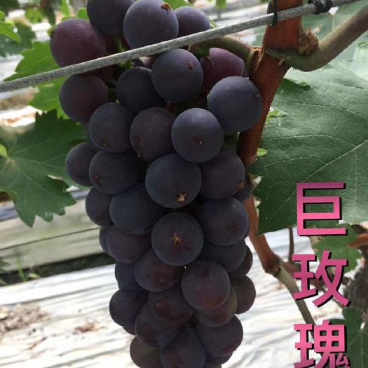 昌黎县巨玫瑰葡萄苗 