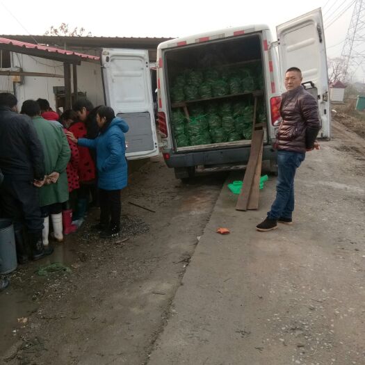 巢湖大闸蟹 