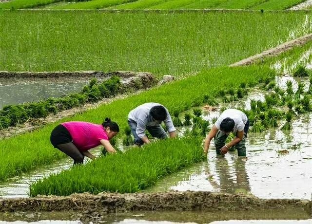 罗山县红豆糍粑  1个月 手工带馅糍粑饼一件代发包邮微电
