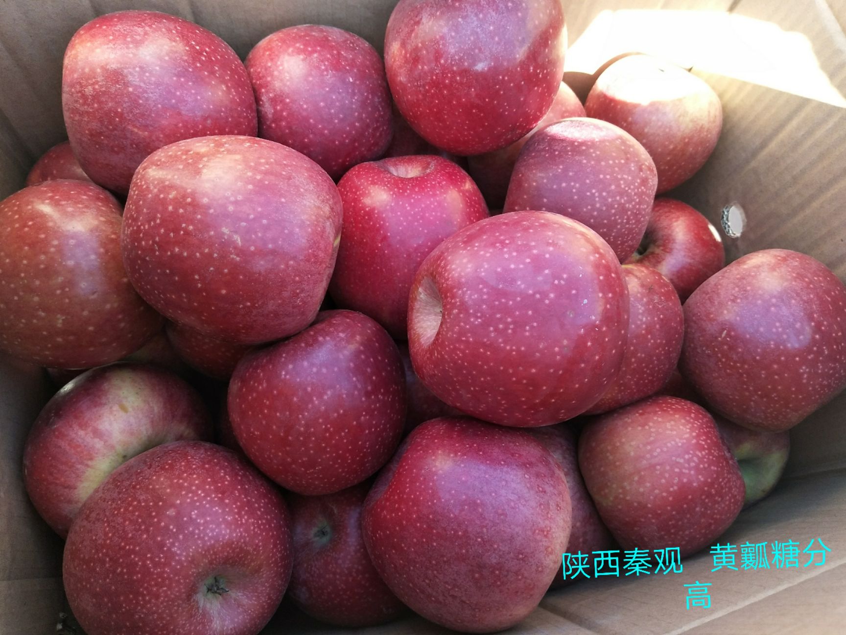 秦冠苹果 75mm以上 表光 光果 