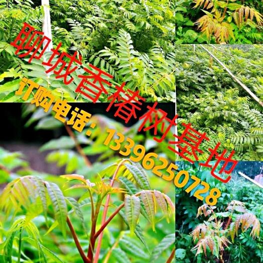 冠县红油香椿苗 2~4公分 