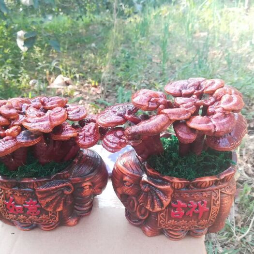 冠县观赏灵芝 