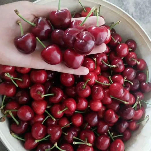平邑县脱毒矮化樱桃苗 