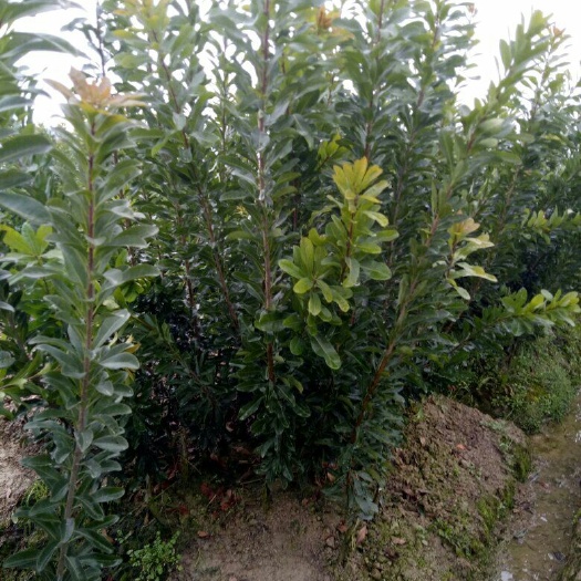 靖州县荸荠杨梅种苗 
