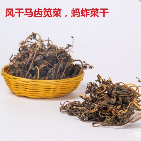 济南干马齿笕 