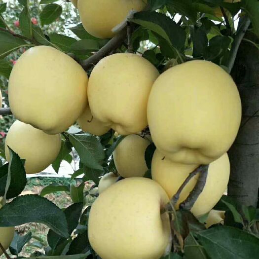 泰安维纳斯黄金苹果苗 1~1.5米 