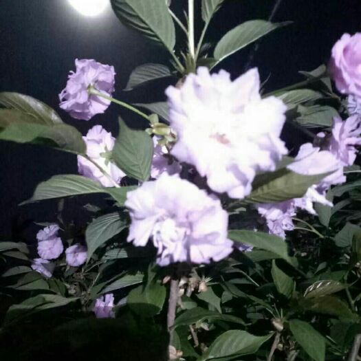 重庆市美早苗  樱花树苗 5年