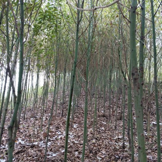 全州县小叶樟 
