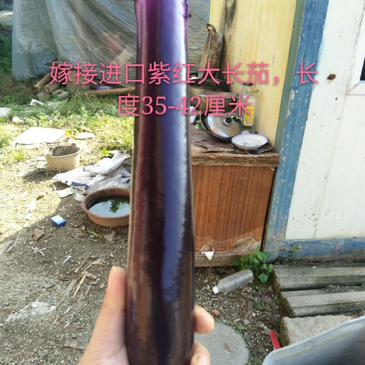 南靖县茄子苗  只接受预定，几乎无现苗，以好的嫁接技术，优质品种，