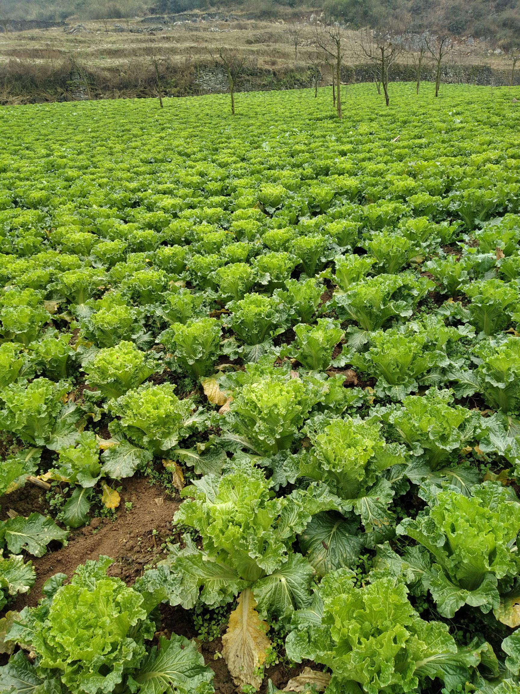 [青麻叶大白菜批发]麻叶青白菜 2~3斤 二毛菜 价格0.5元/斤 - 惠农网