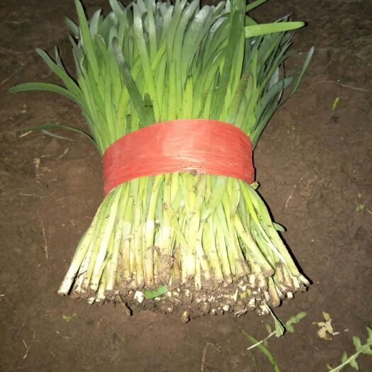 滦州市紫根韭菜 头茬 35~40cm 