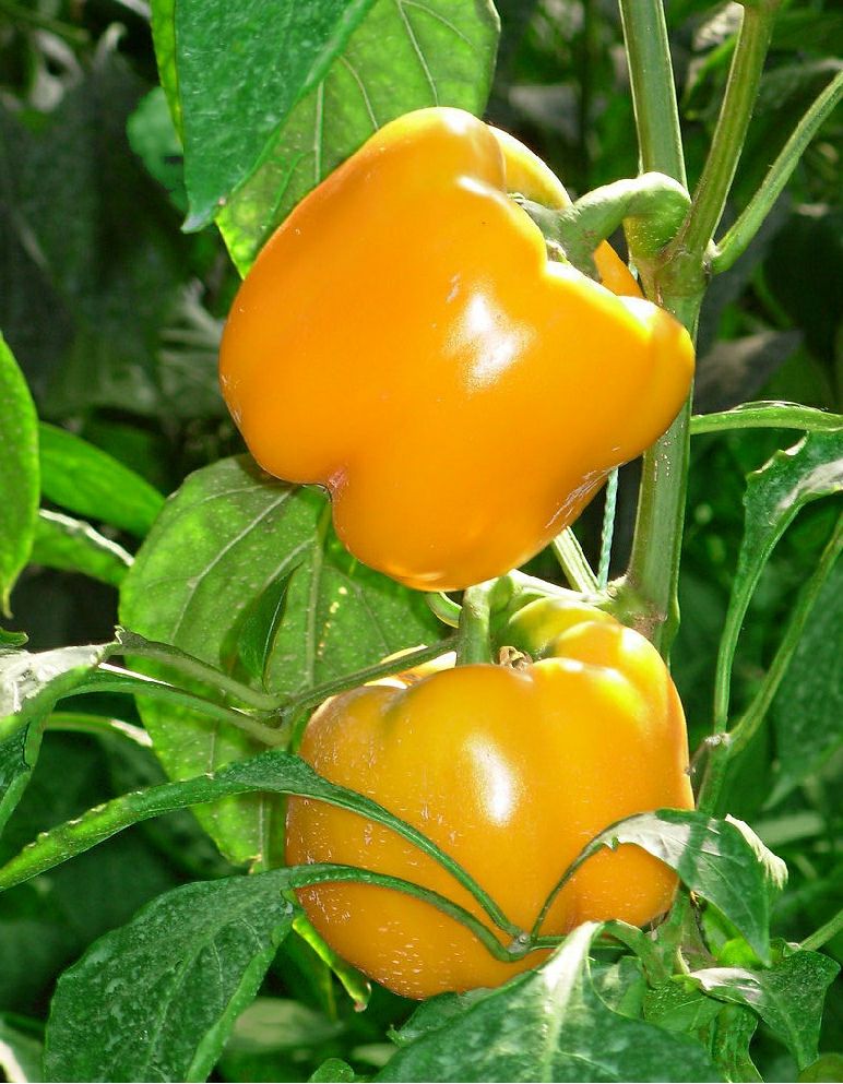 彩椒15~20cm 甜辣 红色