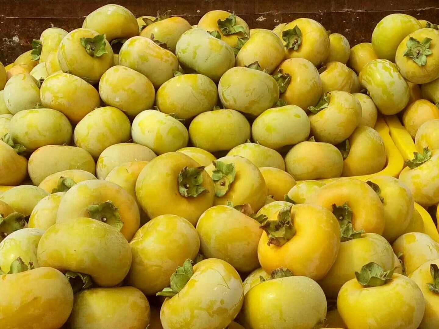 恭城月柿 4 - 5两以上 