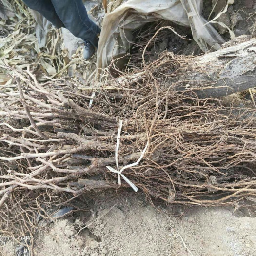 莱西市紫甜无核A17葡萄苗 基地直供跟踪服服务