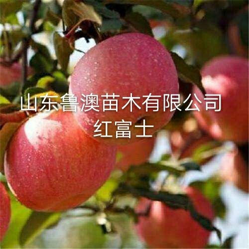 平邑县红富士苹果苗 优质品种 基地直供 品种纯正 放心苗