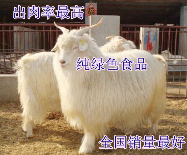 蔚县山羊 80-110斤 
