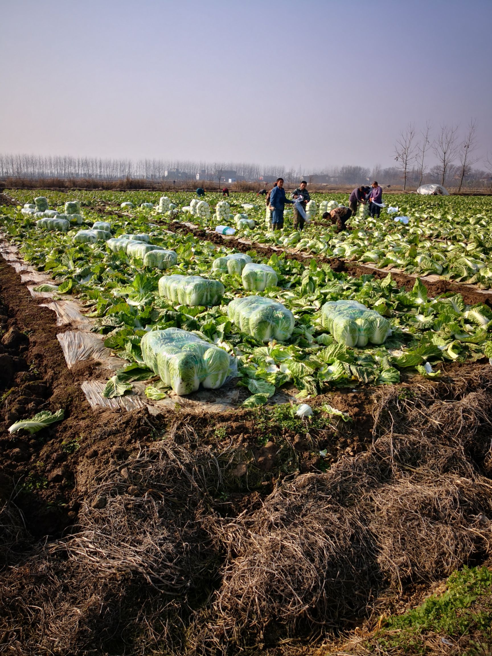 黄心大白菜 湖南省岳阳市君山区