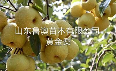 平邑县黄金梨苗   基地直供 品种纯正 优质苗 现货发售 放心选购